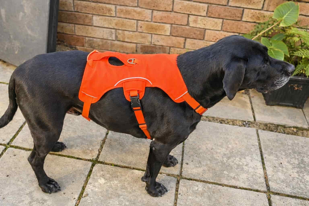 A black dog standing on a stone patio wearing a bright orange dog harness with white piping and a small circular logo on the back.