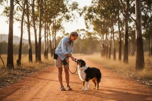 Walk Training Bundle – Complete Dog Training Kit