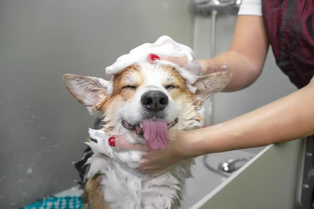 Corgi being shampooed indoors with soap suds on its head, tongue out, eyes closed