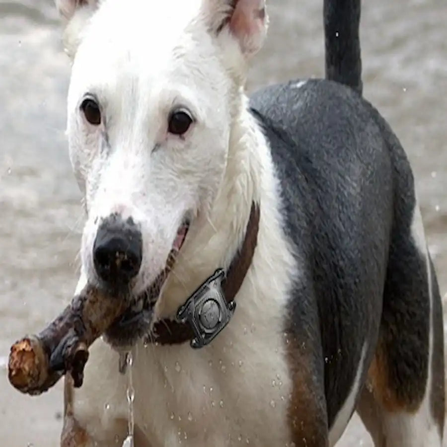 A wet white and gray dog holding a chew in its mouth, wearing a brown collar with a black buckle, in an outdoor setting with water droplets visible.