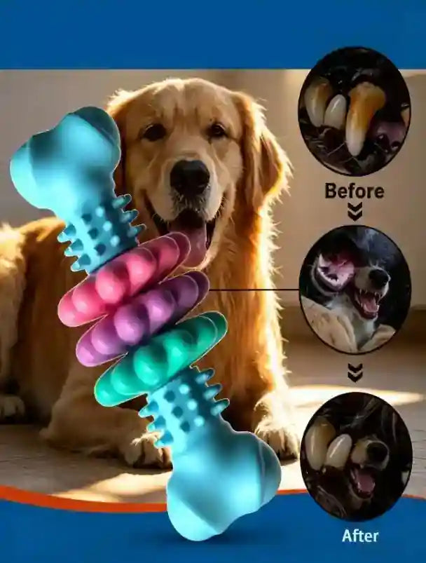 A golden retriever dog is shown holding a colorful bone-shaped dog toy with textured ridges. The toy is shown in large foreground size, with three circular inset images on the right labeled 'Before' and 'After' showing dental health results.