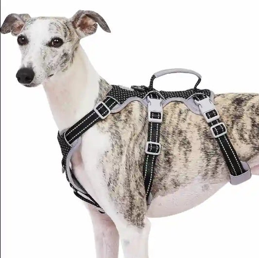 A greyhound dog wearing a black and silver reflective harness with white stitching, shown against a plain white background.