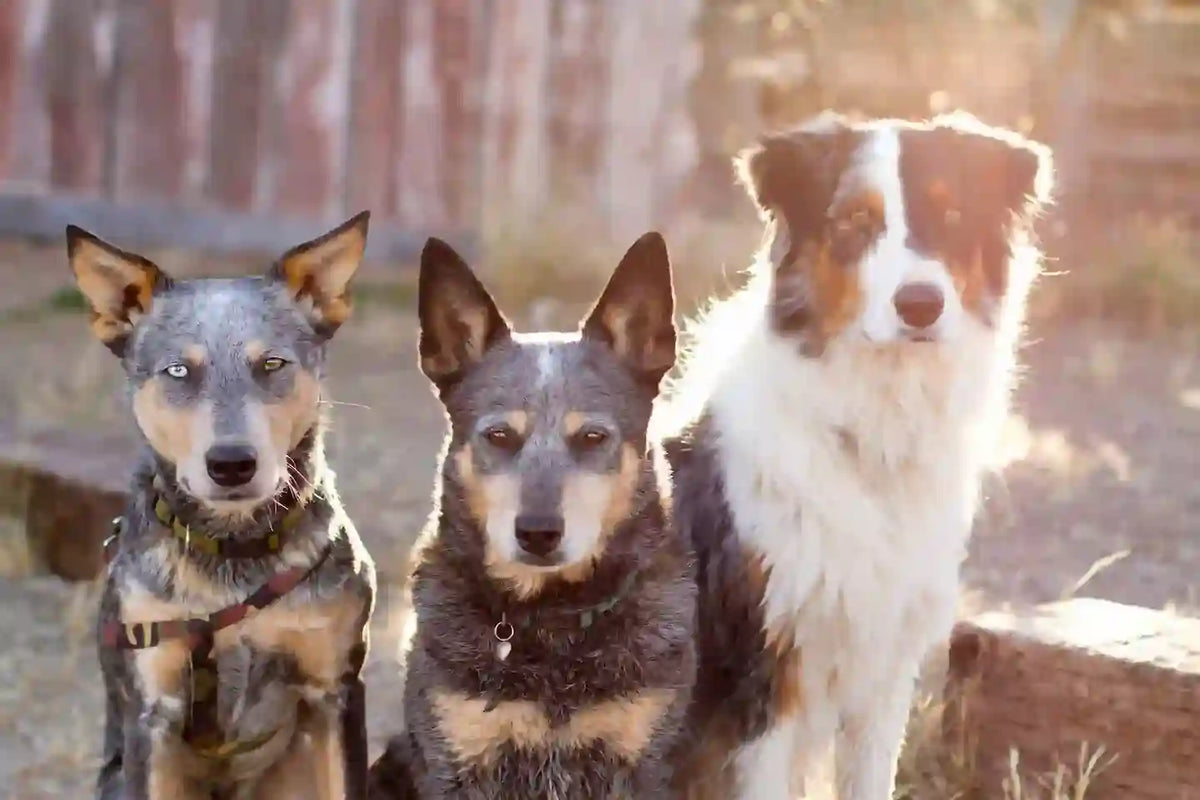 Three dogs standing outdoors — premium dog gear by Red Dirt Dogs Australia