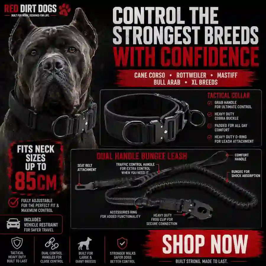 Promotional graphic for the Red Dirt Dogs Tacticalollar Dual Handle Bungee Leash, featuring a black Attentat dog wearing the collar on the left, and the leash and accessories displayed on the right against a black background with red and white text.